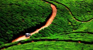  collines de théier en Inde