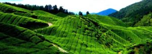 collines de théier au Sri Lanka