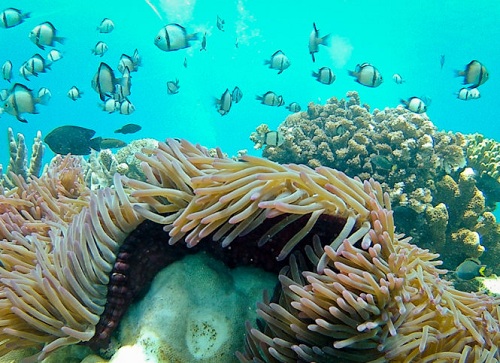 Les corails dans la baie de Nha Trang