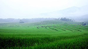 La pelouse de rizières toute fraiche