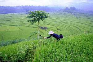 Les agriculteurs portent sur le dos un panier d’herbes pour préparer la moisson
