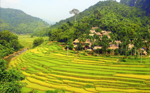 Les maisons sur pilotis à côté les parcelles de riz en terrasses étendues à Pu Luong