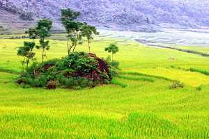 Les rizières en terrasses 