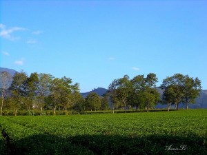 Di Linh abrite ainsi d’énormes collines de théier vertes