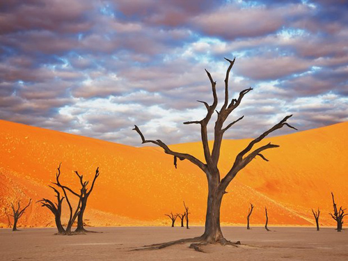 Les dunes de sable rouge et jaune avec les arbres rabougris 