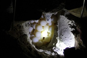 Les œufs sont moux et ronds comme une balle de golf, ils seront éclos à 26-32 dergrés après 56 jours