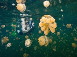L’ensemble d’iles Rock de Palau attire ses visiteurs par le lac insolite abritant des millions de méduses