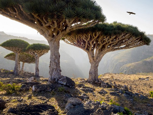 l’archipel de Socotra