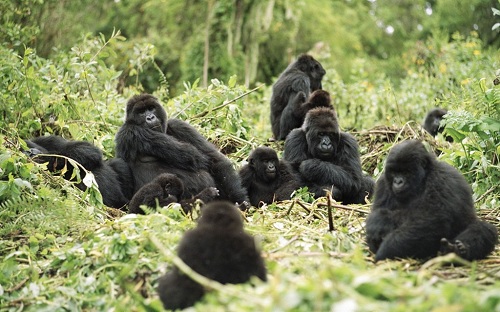 Approcher les gorilles au Rwanda