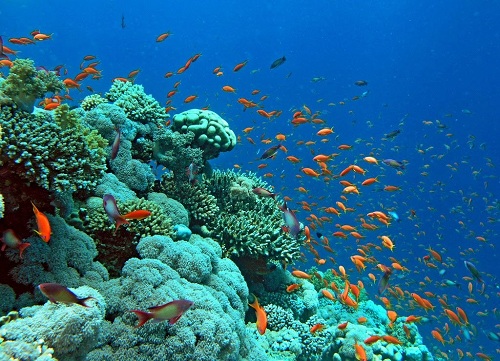Plonger pour regarder la biodiversité corailliennes sous la mer Rouge en Egypte 
