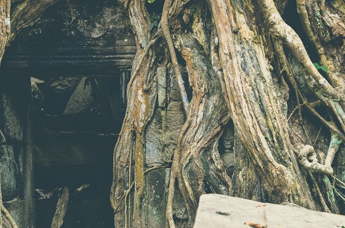 la statue bouddha se trouve sous les racines d'arbres