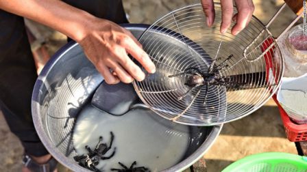 araignees-sont-trempees-dans-un-melange-des-ingredients - Spécialité connue aux touristes au Cambodge