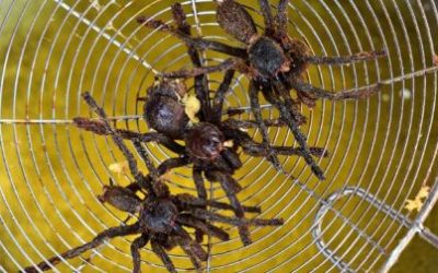 araignées frites - Spécialité connue aux touristes au Cambodge